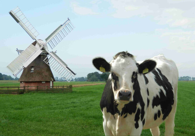Dutch dairy companies